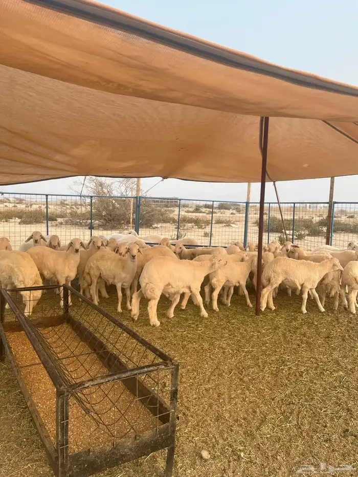 غنام في الفصيل طليان 0