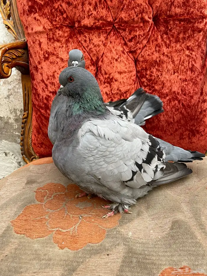 حمام فريش مهبط 7