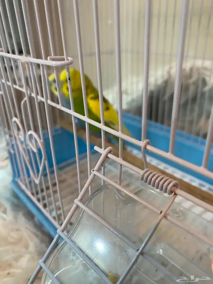 طيور الحب بصحة جيدة 1