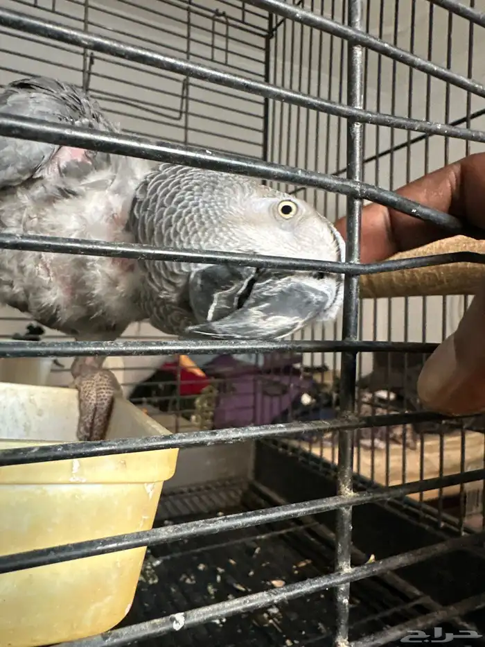 بغبغان كاسكو للبدل ب امزوني الي عندو شي مناسب يكلمني 1