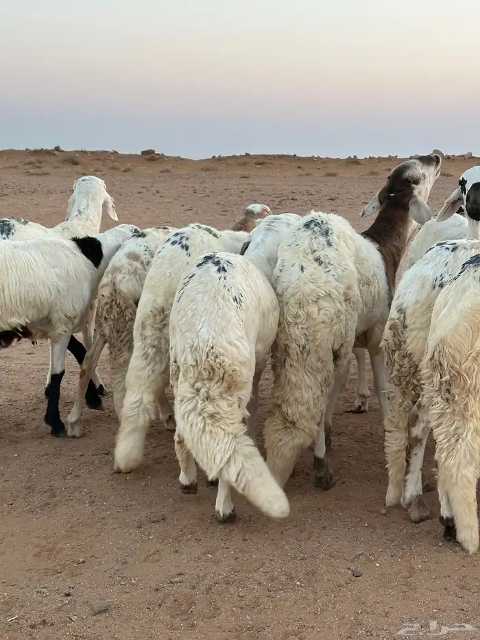 للبيع سواكن طيبه 10