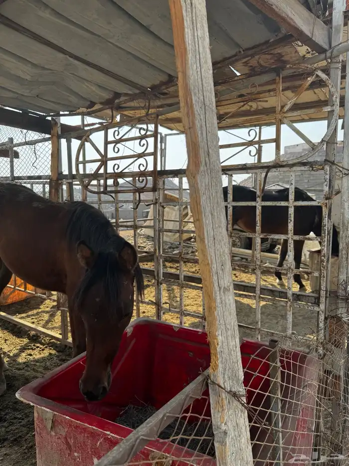 ثنين خيول للبيع 0