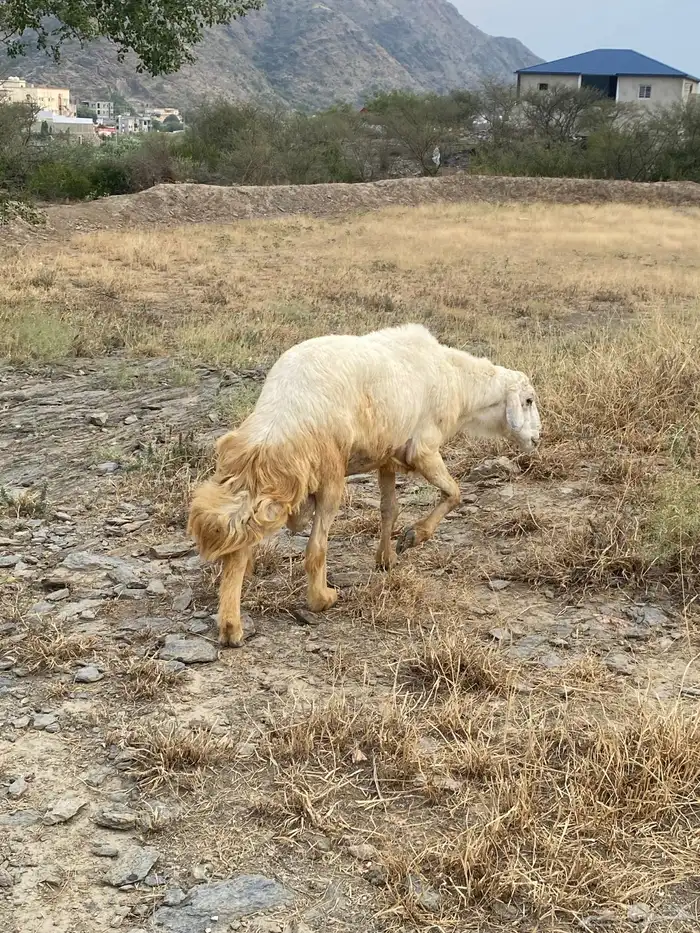 خروف فحل حري 2