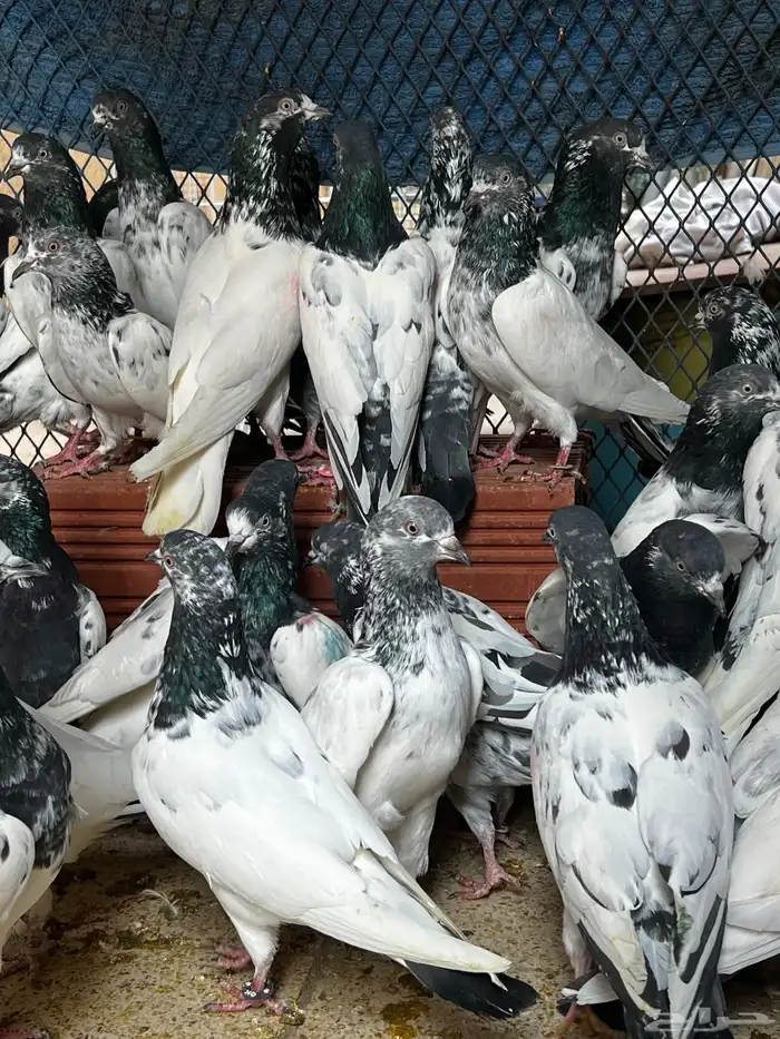 حمام باكستاني Top مطيار 9