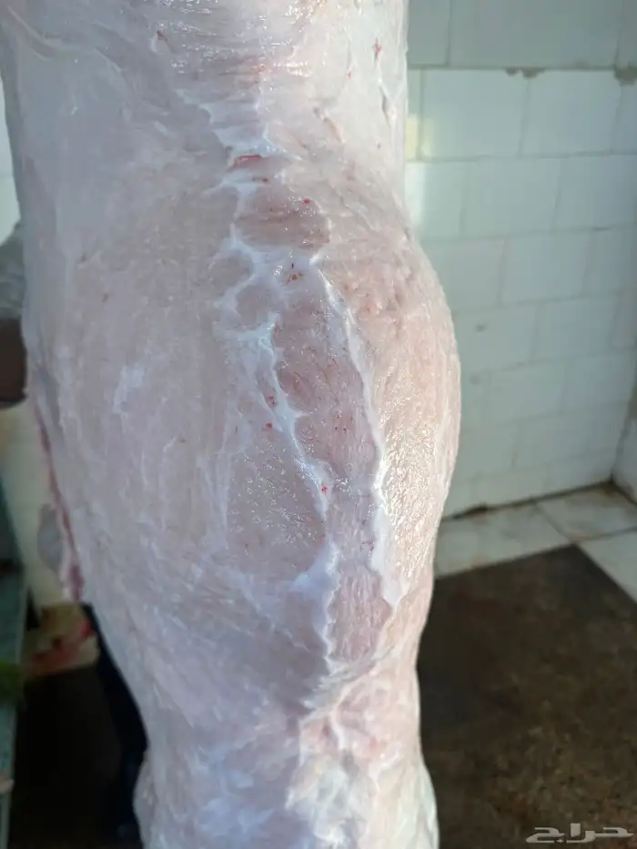 لباني شرط وتحدي عمره(7)شهر 0