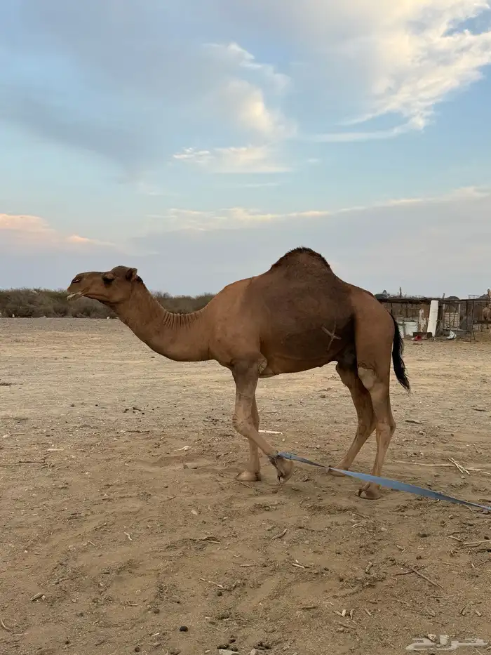 جمل حمر ضراب وعشار وهداوه 1