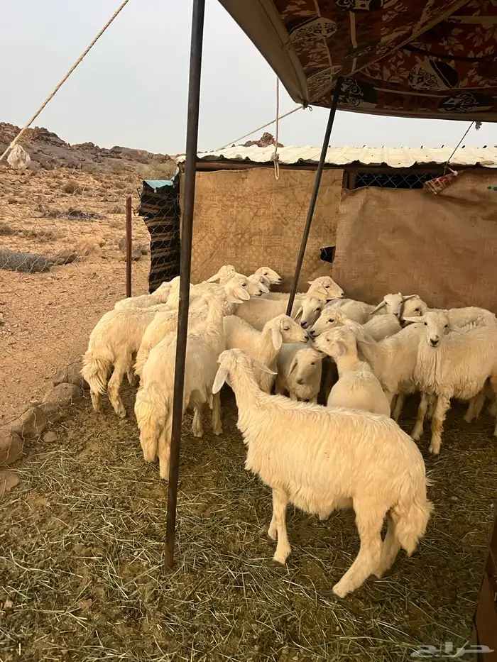 بهم كفوو العدد21 2