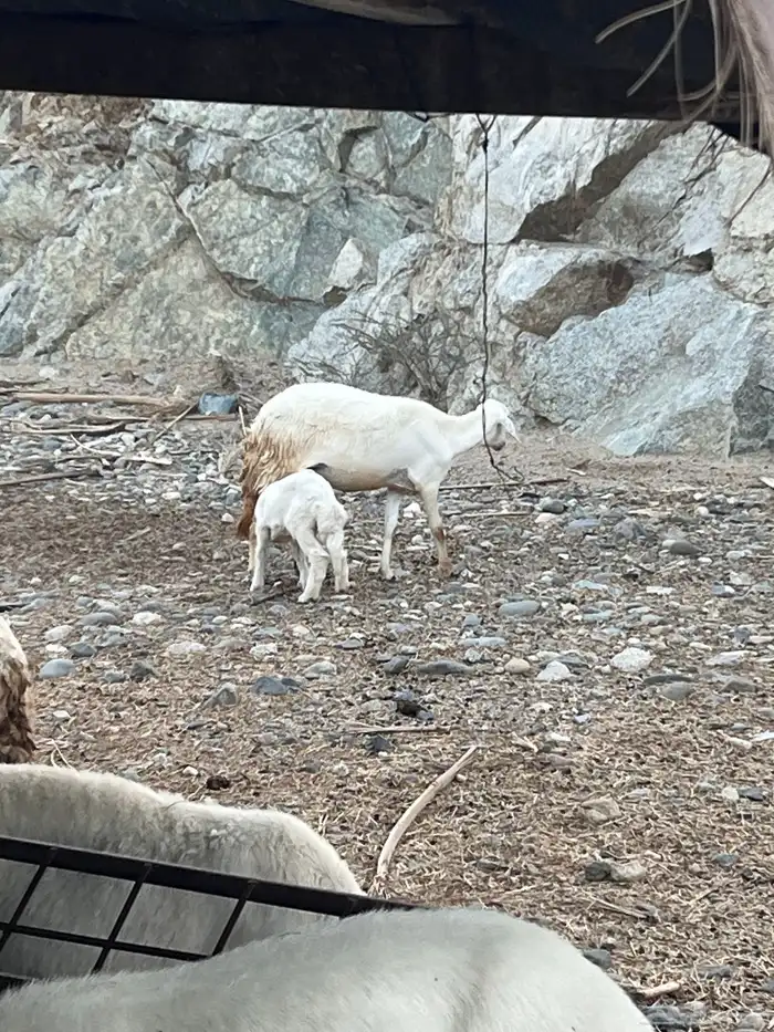 ضان متبيع ودفيع 1