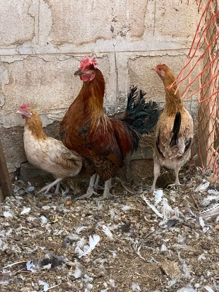 دجاج بلدي 0