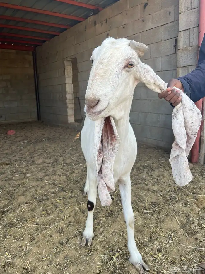 معزى مضاريع جروم وصنف 1