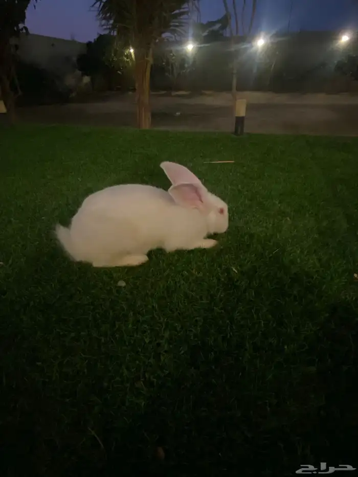 ارانب للبيع 1