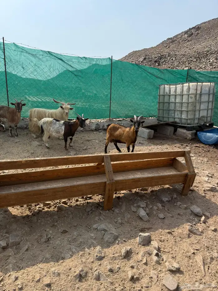 عرض وبيع ماعز قزم أليفه ومنتجه 2