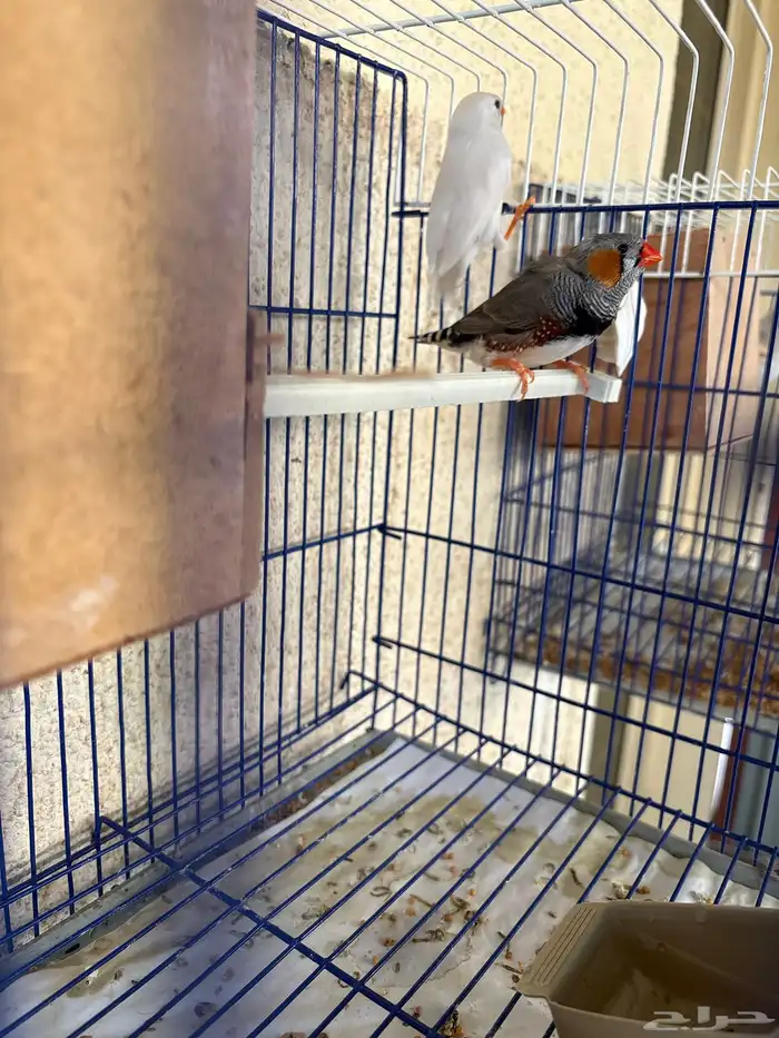 للبيع زوج زيبرا 0