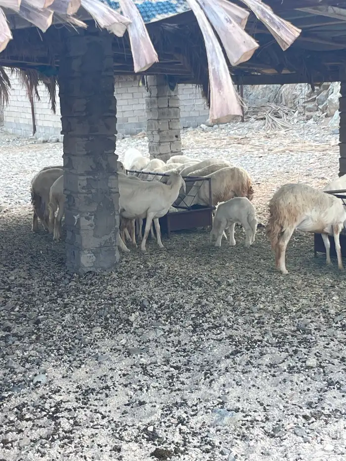 ضان متبيع ودفيع 2