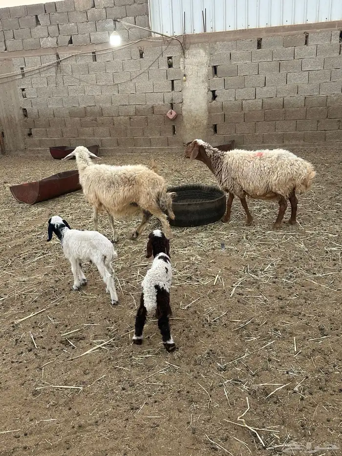 نعاج نعيم ولد معه خرفان 3