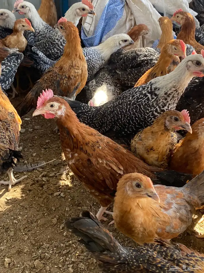 فراريج بلدي فواتح 8