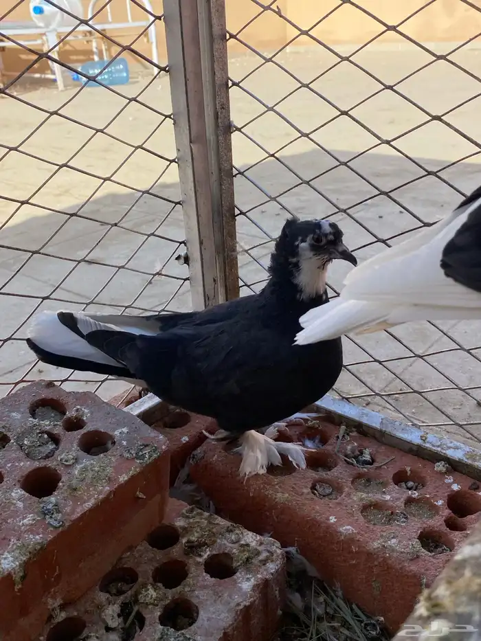 للبيع حمام 6