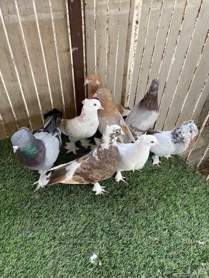 للبيع حمام ايراني قلابي 6