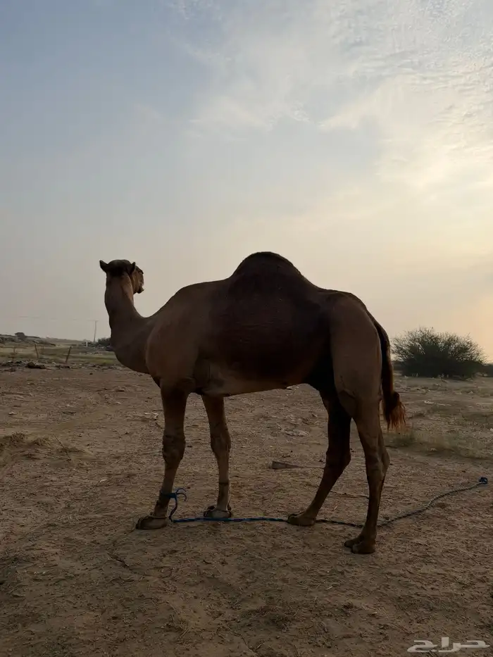 بعير ساحلي الموقع المظيلف تمم البيع 0