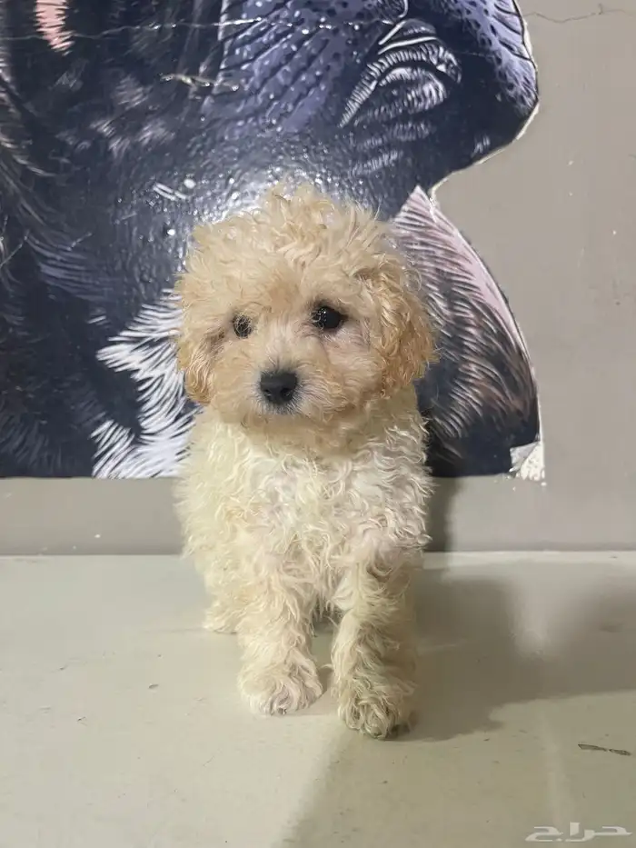 اناث توي بودل 0