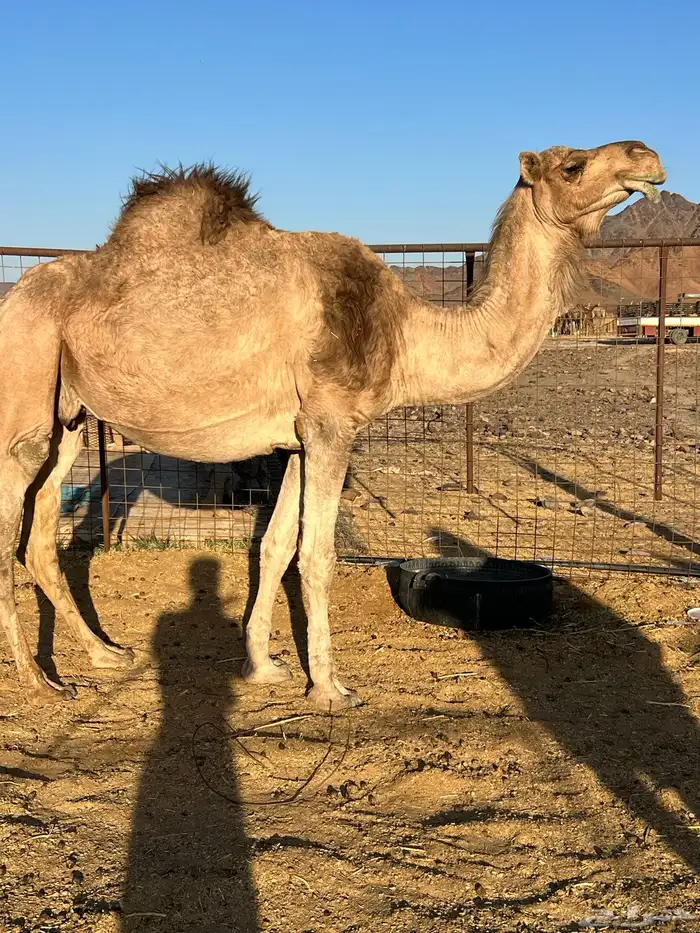 لقحه ملاقي تملى السطل ب 7500 تم البيع 3