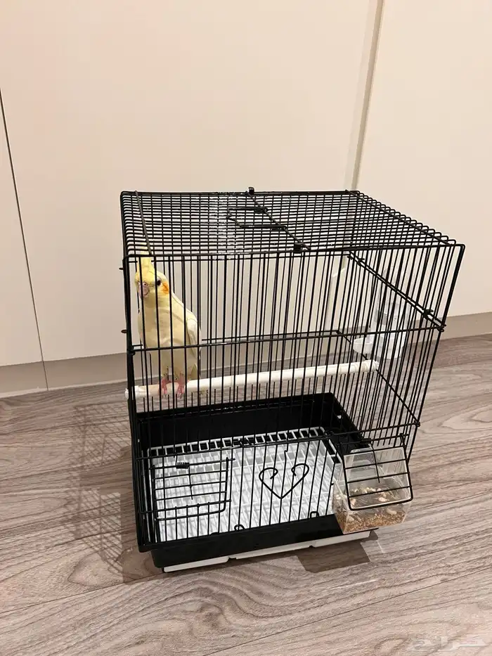 كروان أليف 1