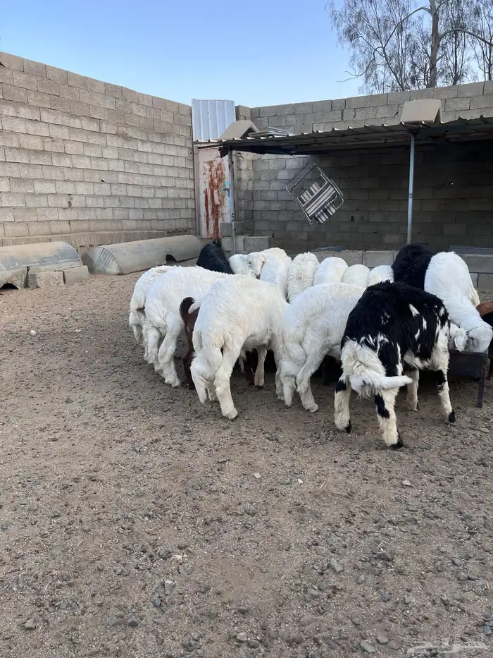 طليان بلدي كفو نظيفه 2