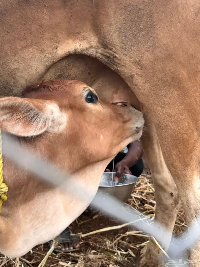 للبيع بقره والد تحتها ذكر مشروطه من كل شي تم البيع 1