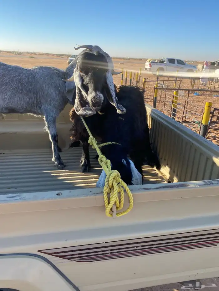 البيع ماعزا دفيع 1