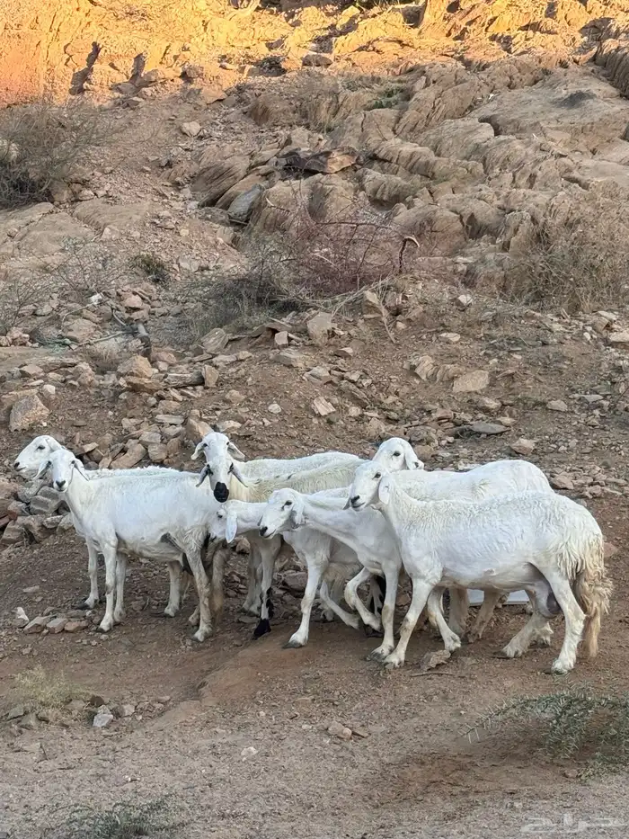 8 روس من ضان شهران ولد يتبعها 9 4