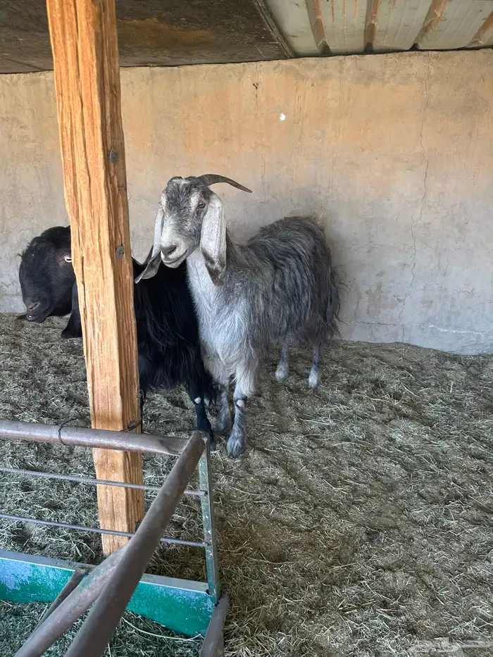 عنزين مشاريك خصم حصيب قريبات ولاد 0