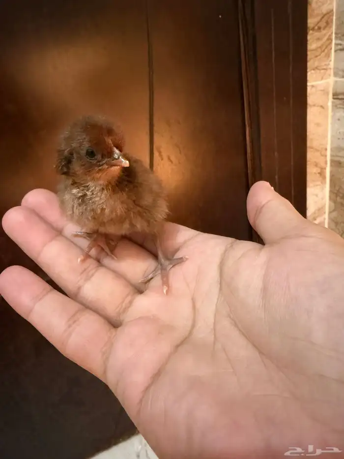 صوص دجاج صغير للبيع 5