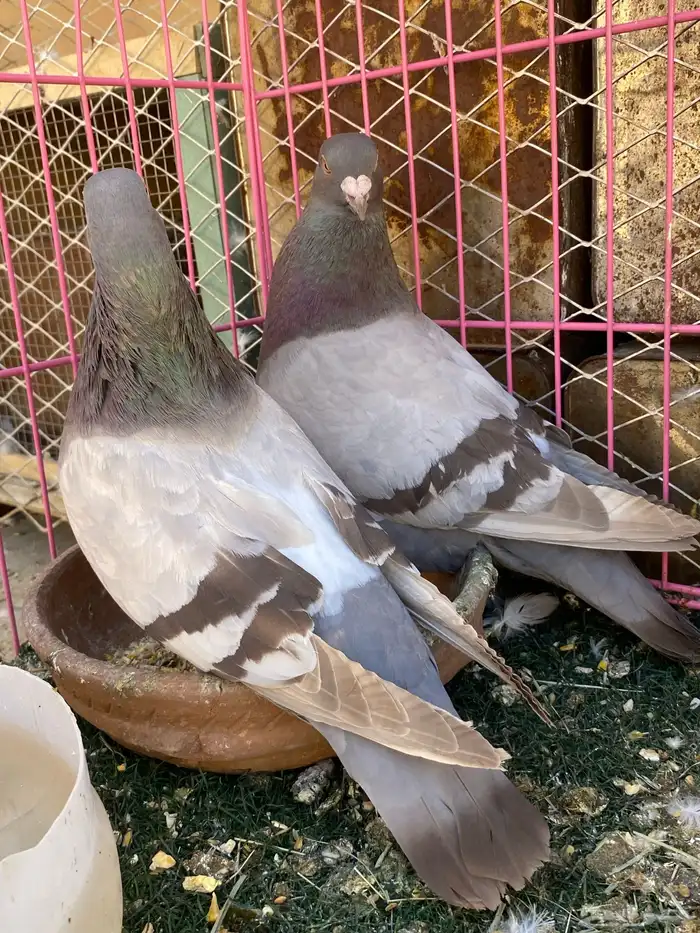 للبيع حمام 3