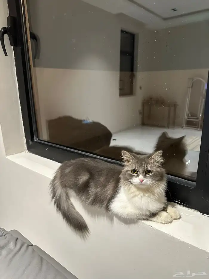 قطة للتبني انثى 5