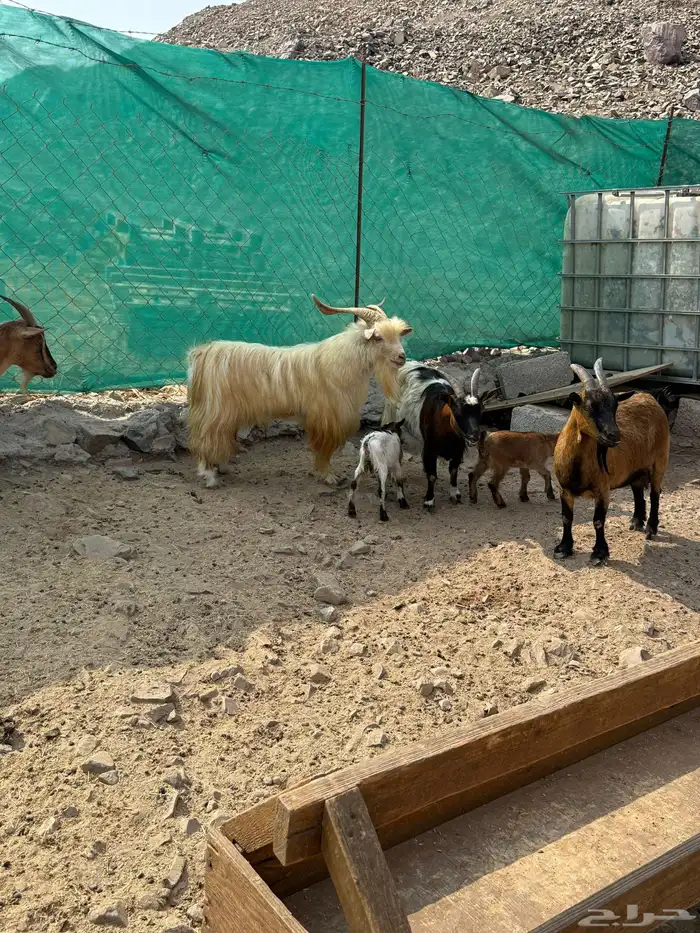 عرض وبيع ماعز قزم أليفه ومنتجه 6