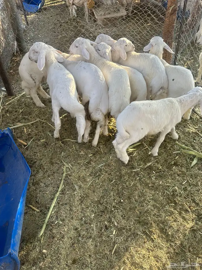 طليان للبيع 9 موقعها برك جنوب الحوطه 0