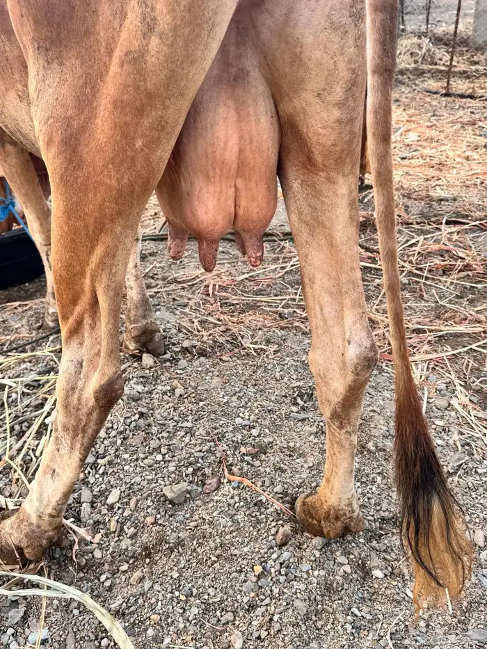 للبيع بقره والد تحتها ذكر مشروطه من كل شي تم البيع 3