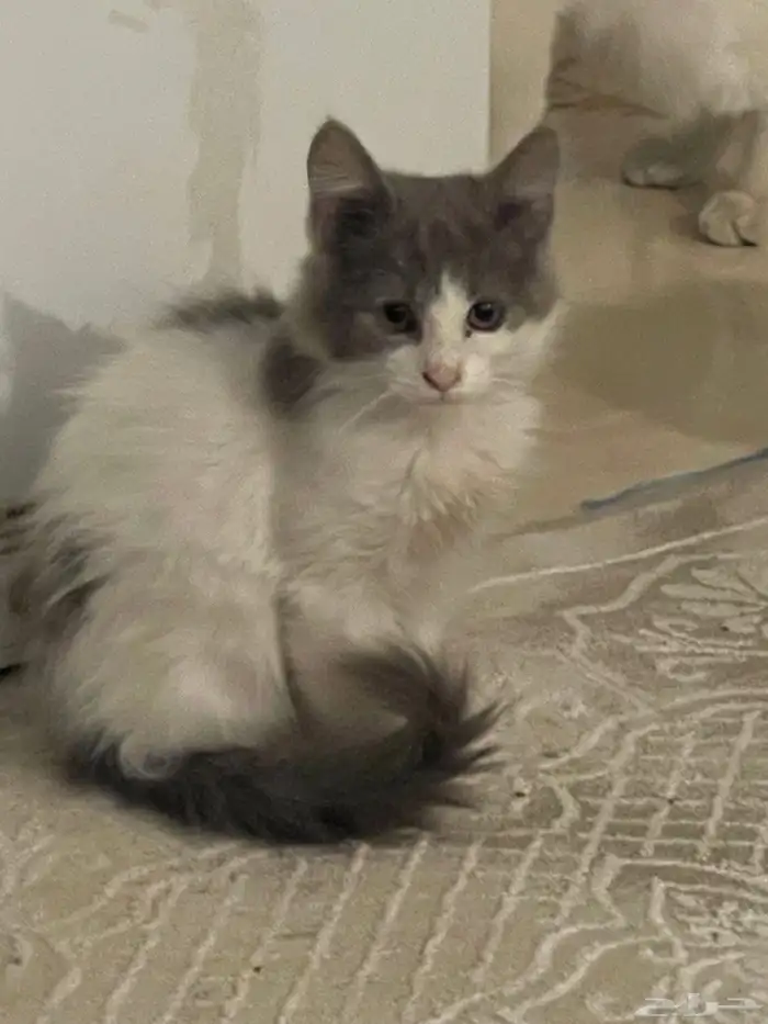 قطه للتبني 0