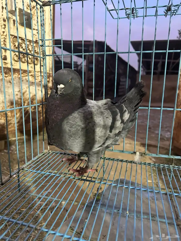 ذكر كنق بلو بار مستوى توب توب حجم سوبر جامبو 6