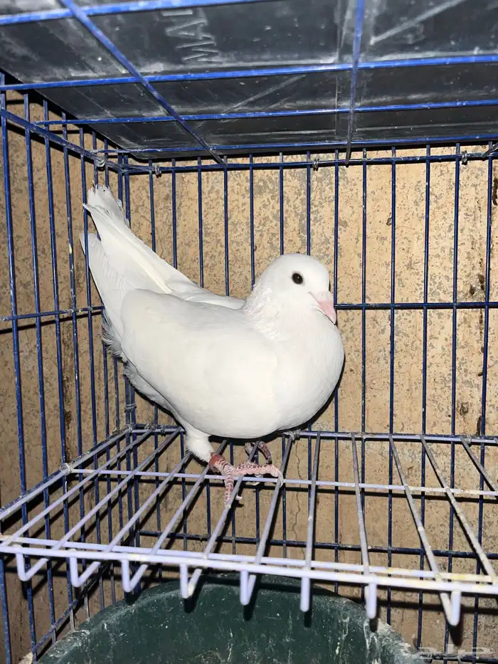 حمام زاجل هولندي 5