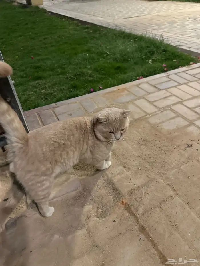 قط ضائع في حديقة المحمديه في البديعة 1