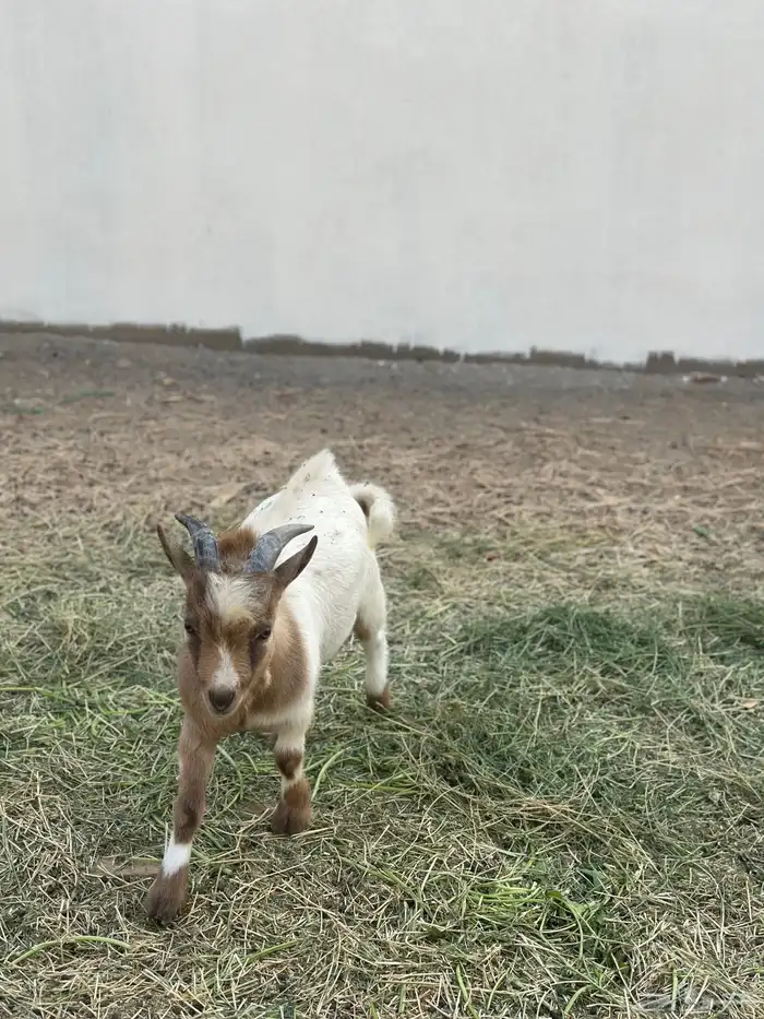 ماعز قزم وجفرة للبيع 2