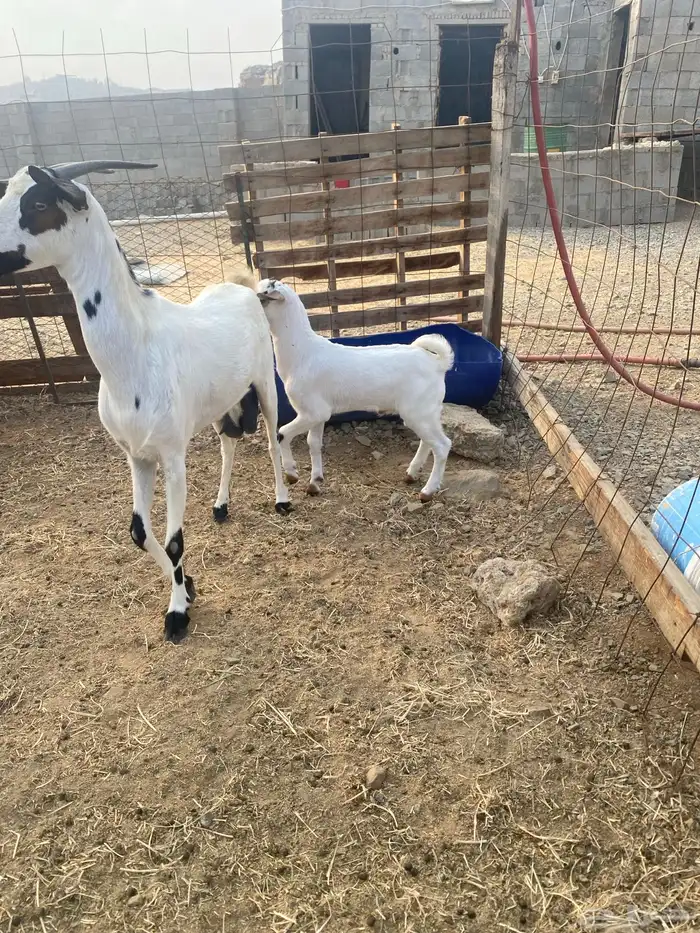 مشروع فحل بيشي فاخر سابق عمره ماشالله 0