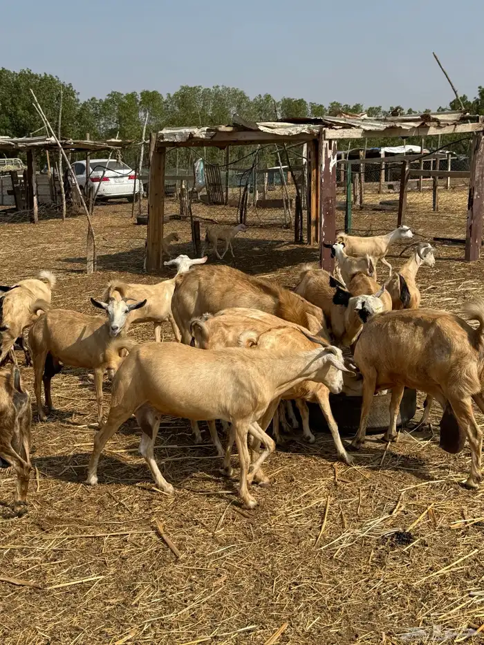 50 راس ماعز للبيع 2
