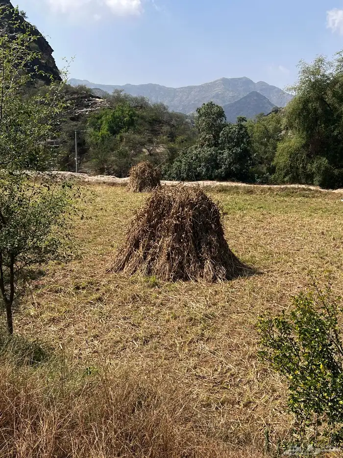 قصب للبيع 5 مزاويم كل مزوام فيه 100 ربطه 1