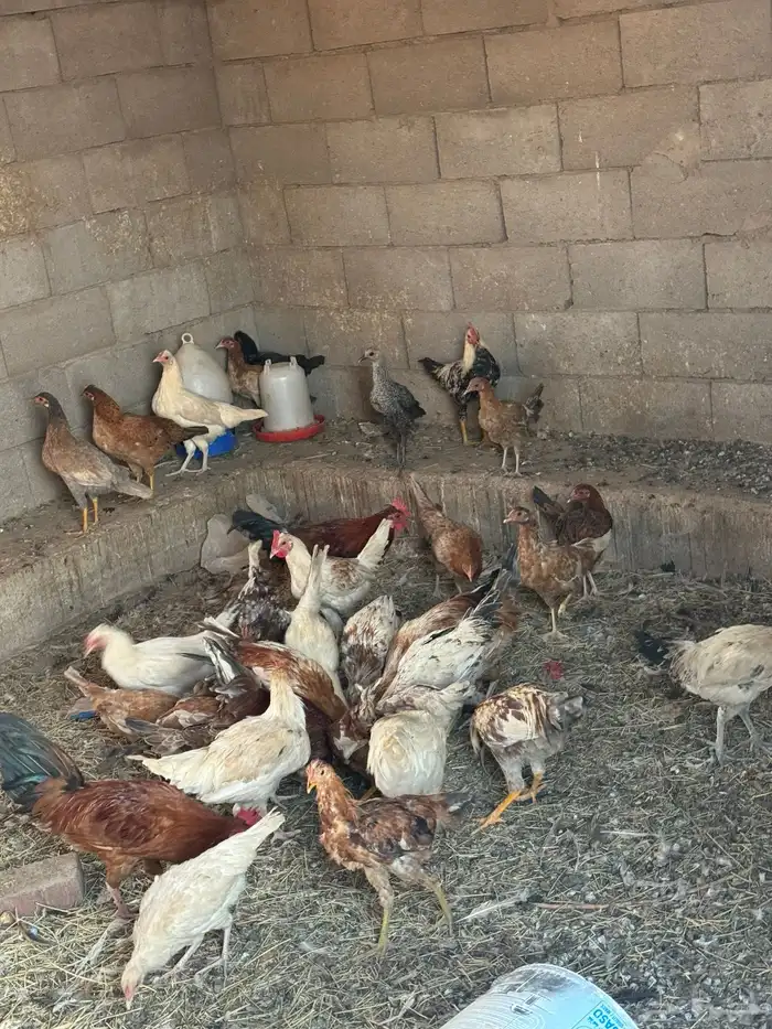 دجاج بلادي 0