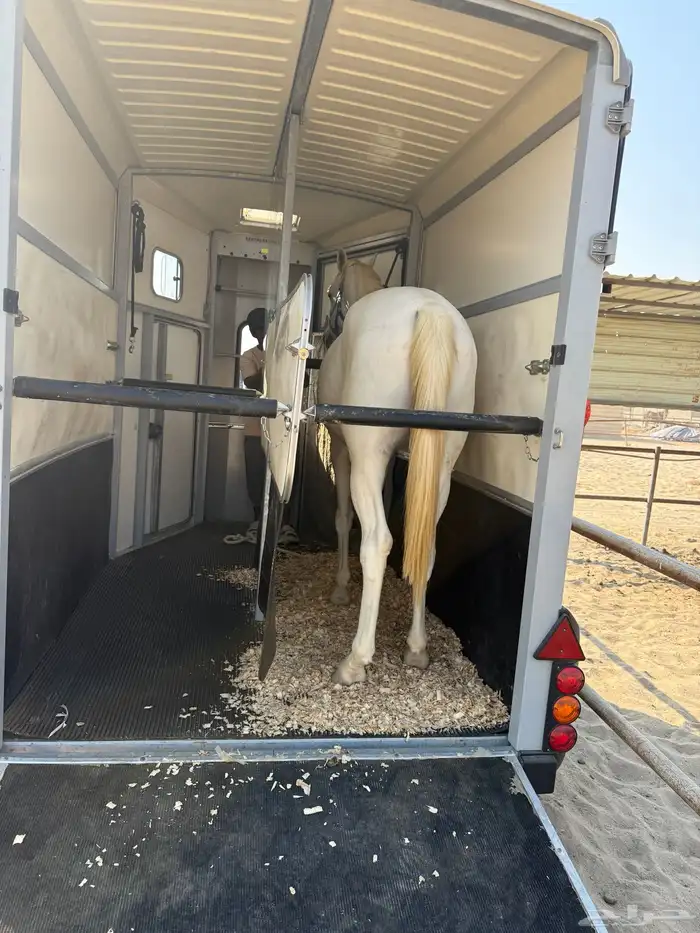 نقل خيل توصيل خيول 0