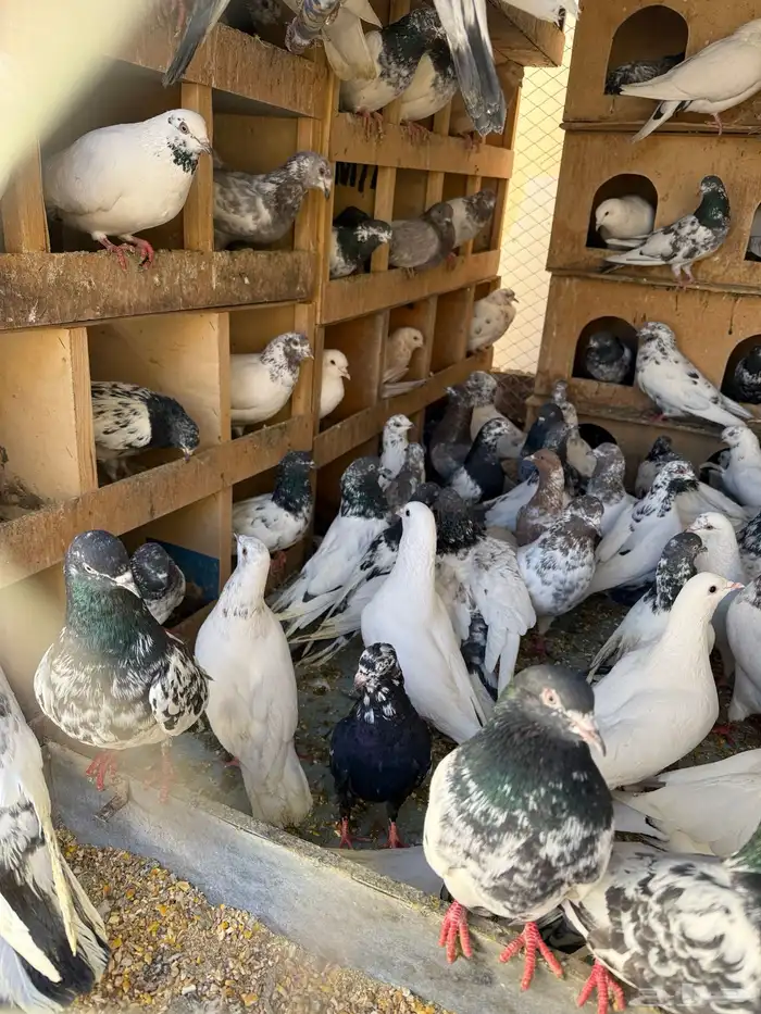 حمام بكستانية توب 4