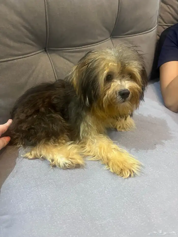 Havanese Dog for sale - كلب 1