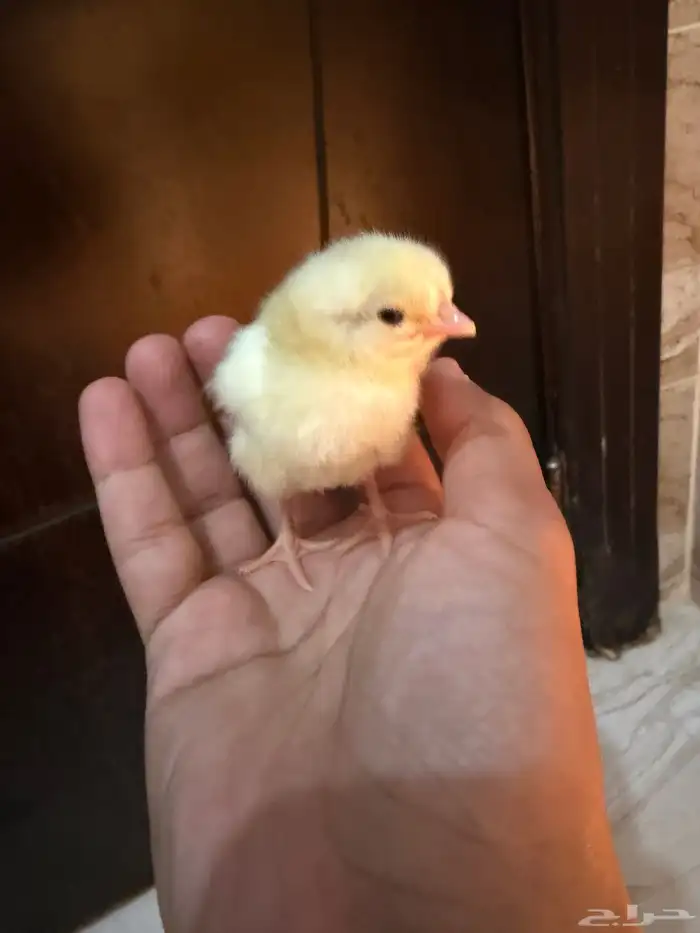 صوص دجاج صغير للبيع 3